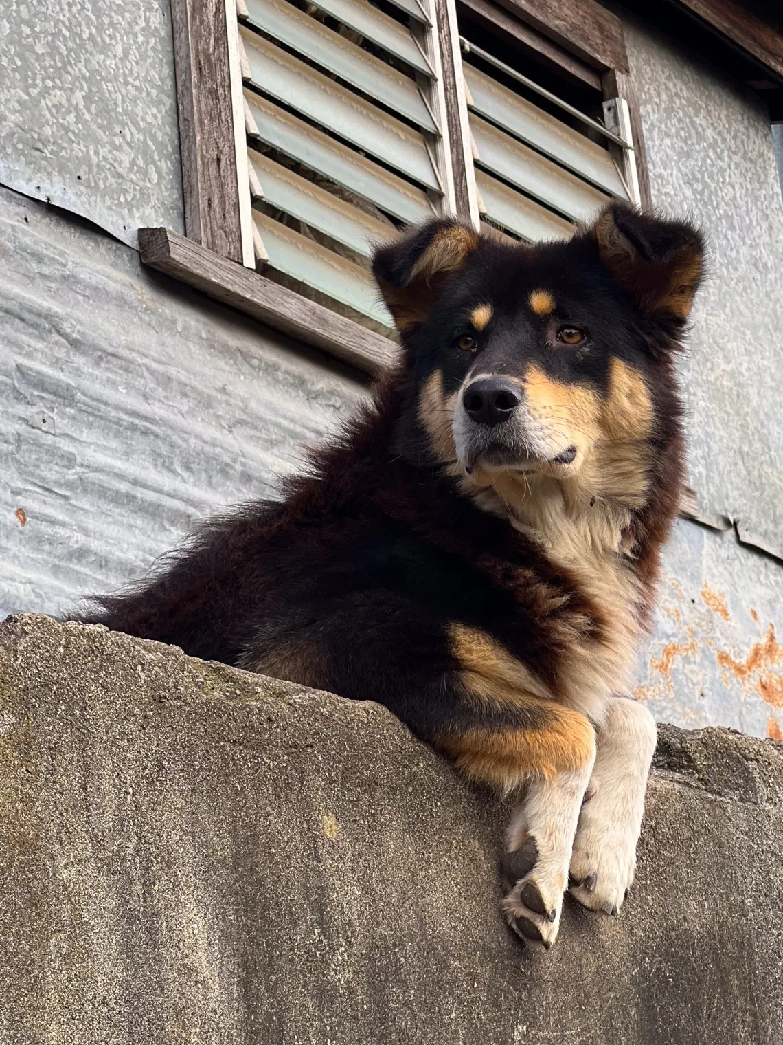 In the right place, at the right time. Dogs of Sagada, Cordillera, Philippines.